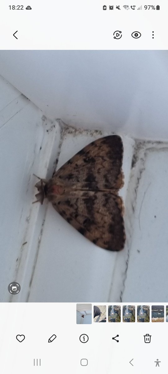 Penguin Claire 81 tweet media