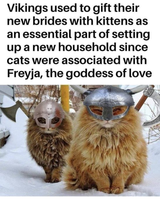 Proud #CatLady here 🙌.... Meow 🤘 https://t.co/YYnW0ipPKS<a href="/tag/catlady"class="tags">#CatLady</a>