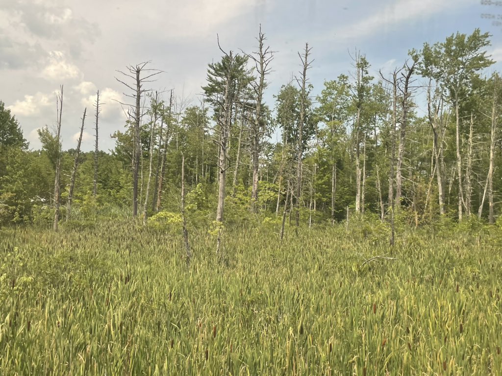 PKDinerUSA's tweet image. Wells, Maine. ❤️🇺🇸
#Maine #Amtrak #Downeaster