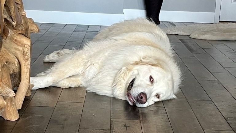 WalkedByDogs's tweet photo. We offer in-home overnight sitting for your pets. Staying at home means the comfort of familiarity for your loved ones while you're away; just how Maska wants it! ⁠
⁠
PC: Puptender Jess⁠
.⁠⁠
#DogsColorado #MileHighPooches #DenverCODogs ⁠
#DogsOfDenver #DogsOfColorado https://t.co/4lMnPxu5tf
