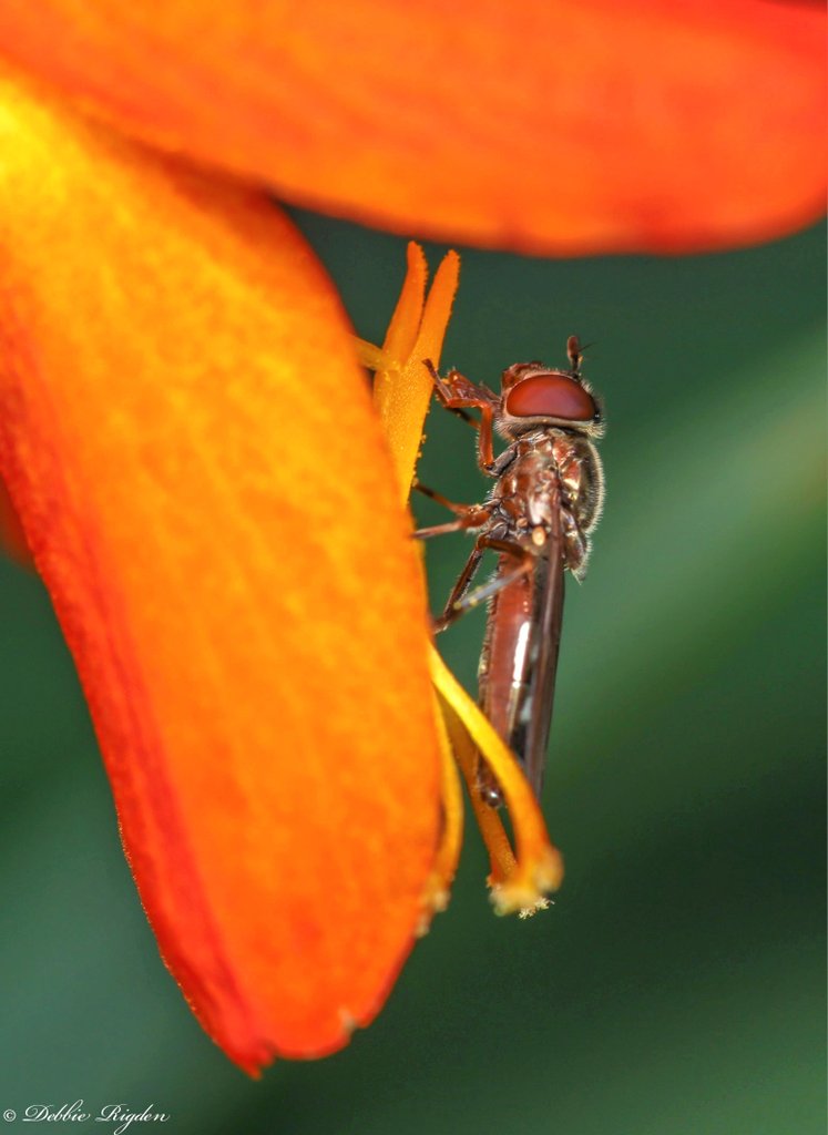 RigdenDebbie's tweet photo. Hoverfly resting on crocosmia in my garden π
#gardeninsects #hoverflies #insects #nature #wildlifephotography #macro https://t.co/roIiuNzzA8