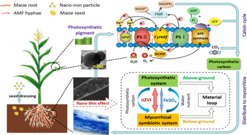 Chen_yinglong's tweet image. Our research shows #iron #nanostructure primes #mycorrhizal symbiosis connecting maize leaf #photosynthesis via a #nanofilm effect, providing the insights into the fundamental knowledge of #nanoagriculture
pubs.acs.org/doi/full/10.10…

@UWAresearch @IOA_UWA @SAgE_UWA @Stressed_plants