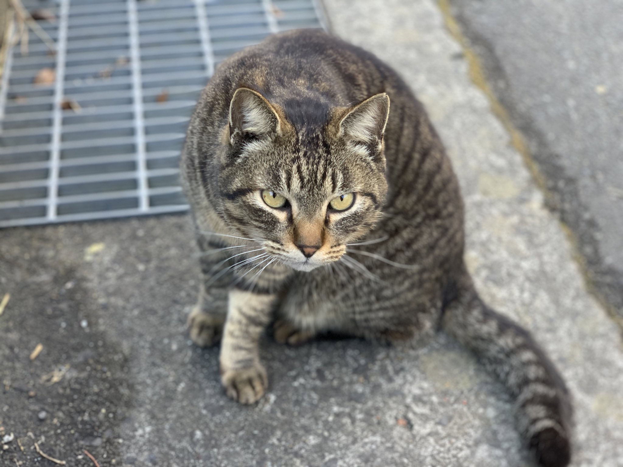 ねこ おせちちゃん🍱 on X: 