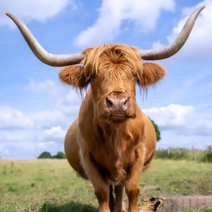 CowoftheDay1's tweet photo. 📅 11th August 2024
🐮 Big Ay-Lee
🏷️ Instagram/highlandcowsofthepeak
💕 #animaloftheday https://t.co/9os5gChM4k