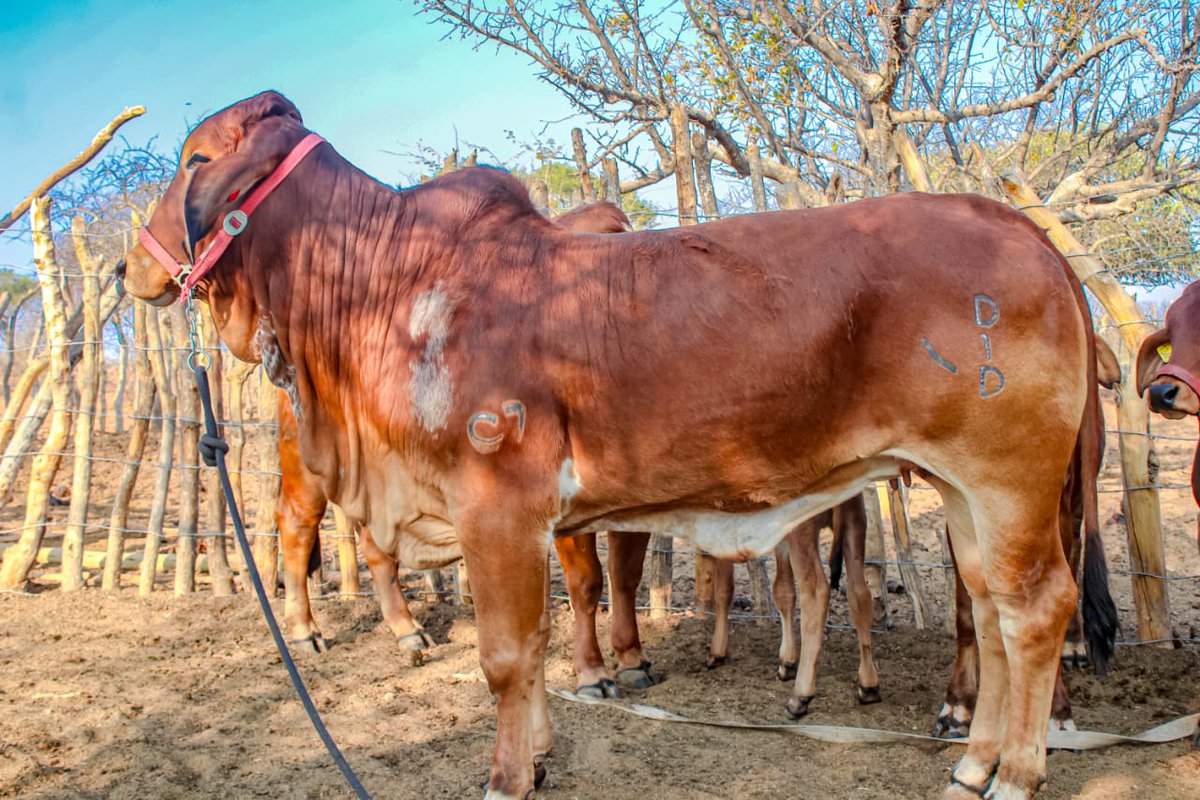 Countdown⌛ to Bobirwa Farmers Partnership field day. Our Red Brahmans will be there &amp; our Damara sheep &amp; Boer goats. 9-10 AUGUST 📌 BOBONONG ♥️  WhatsApp +26771800631