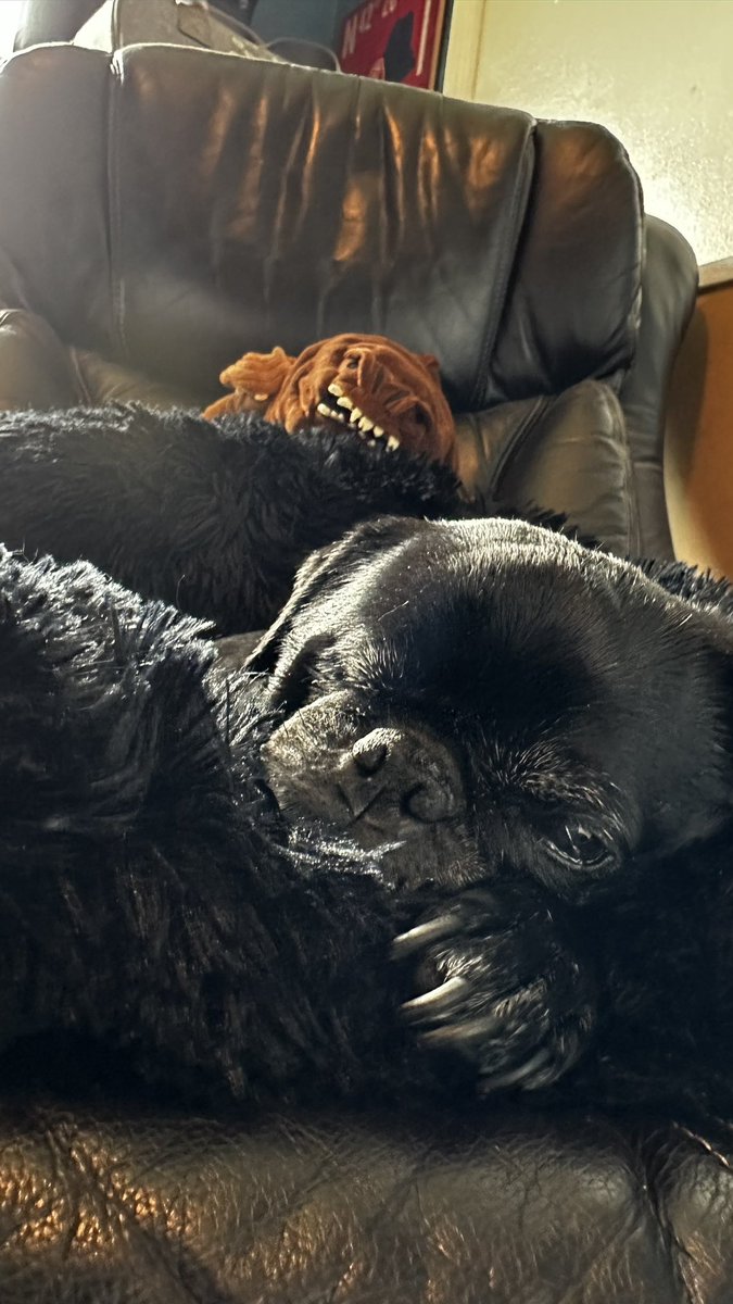 Bella🌈 Vader and Rio tweet media
