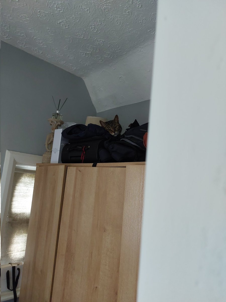 Anybody want to play a game of 'spot the cat'? 🔍👀