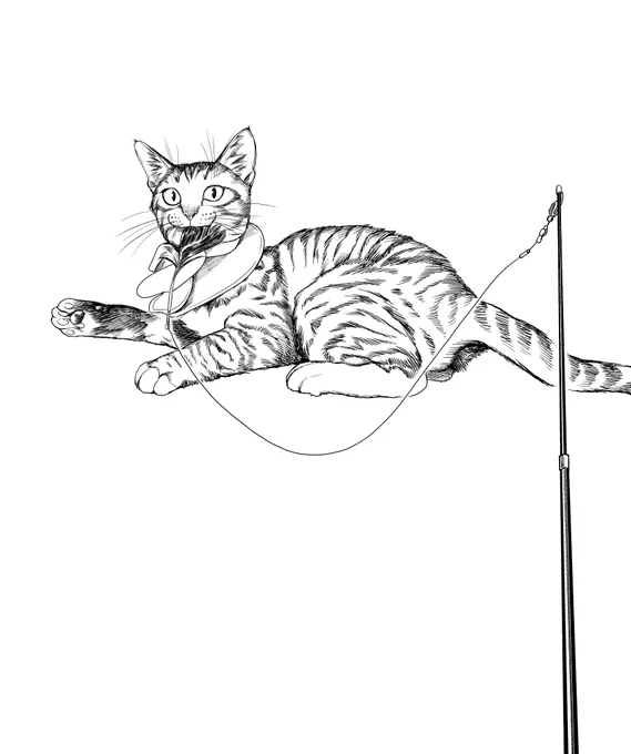 Catfish Cat(메기 고양이) 