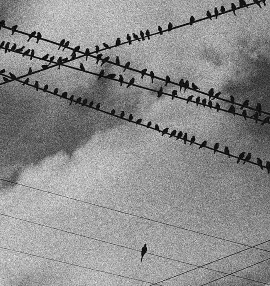 Yeni şiirim “Hayatta Kalma Talimleri” blogda.  

“önce ölerek hayatta kalıyorum
tüm zamanlar içinde buna
bir kemik kalıncaya kadar yaşamak diyorum”

cihanulsen.blogspot.com/2024/07/hayatt…