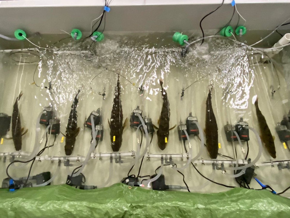 New pub! 🚨 We measured specific dynamic action and aerobic scope in adult walleye across a range of temperatures. Sex, body mass, and ration size had notable effects on the metabolic response to feeding. Some details below. doi.org/10.1242/jeb.24…