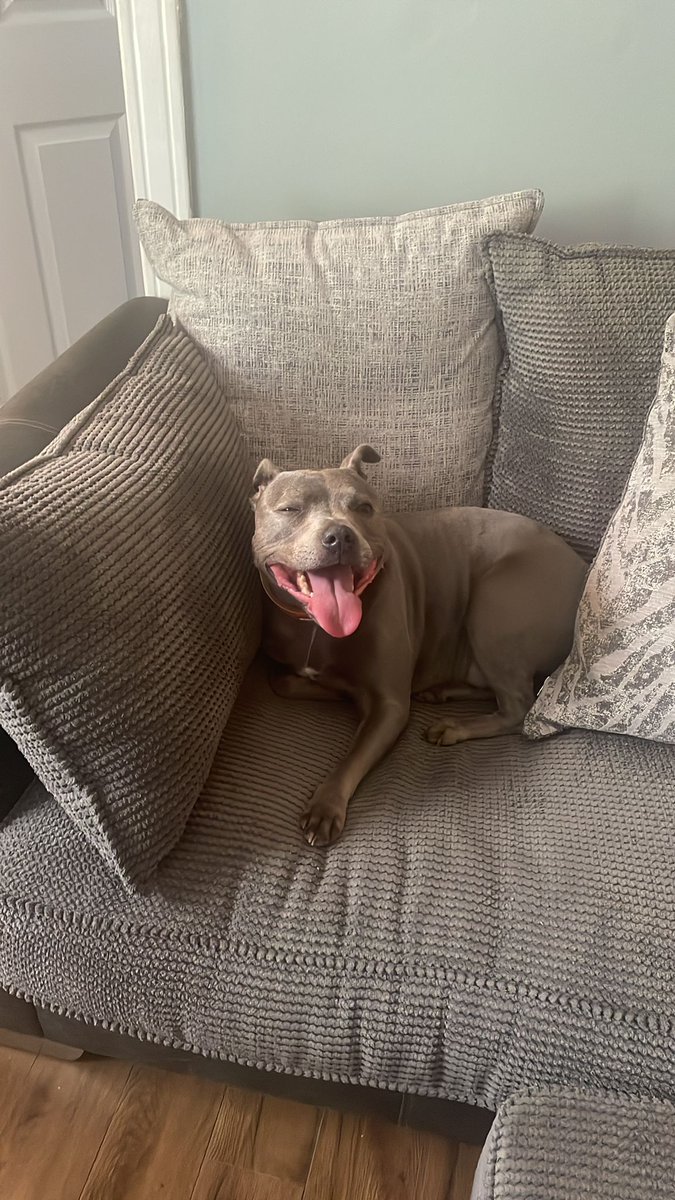 helenraw's tweet photo. The couch is all neat and ready for #WeeBellaBoo to scrunch it up and make it comfy tomorrow 😹🥰
#TheCatAndDogLady https://t.co/w9cIG5uPSy