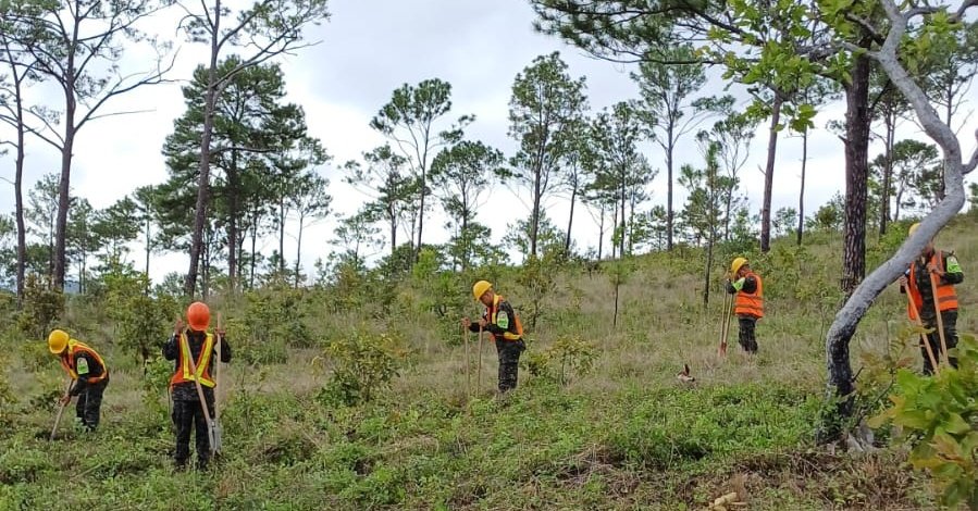 #CeroDeforestaciónAl2029 🌳
11,700 árboles de diferentes especies fueron plantados por #FFAA a través de unidades del Ejército de Honduras,  Cuarto Grupo Regional Logístico y la Academia Militar Aérea en diferentes sectores del país.