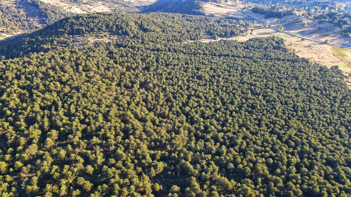 Kalemoğlu Ormanını Savunuyor tweet media