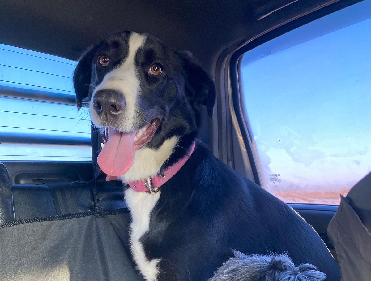 A ella me devuelven, 
se llama Bari, es una cachorra mediana juguetona, cruza de border collie. 
La señora NO LA QUIERE TENER MÁS, por favor necesito tránsito o adopción
Se lleva bien con perros. Zonas CABA y GBA
misionsolidariatwitter@gmail.com
asunto: Bari