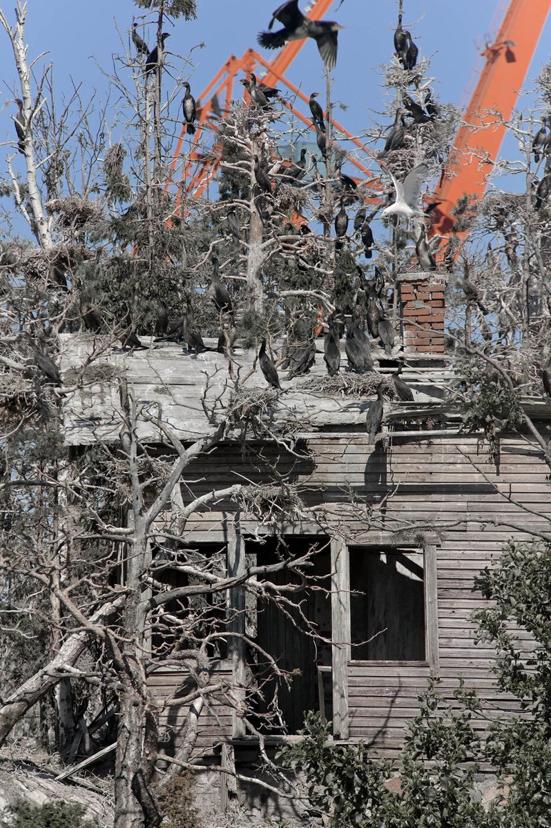 Merimetsot jättävät pesimäsaarensa näinä päivinä siirtyen ulkomeren tuntumaan. Kolonioita on harvassa, tyypillisesti 40-50 km välein pitkin rannikkoa.
 Suomen suurin on Raumalla, 7650 paria, josta oheinen video (2021-22): rupuranta.net/weblog/filet/2…