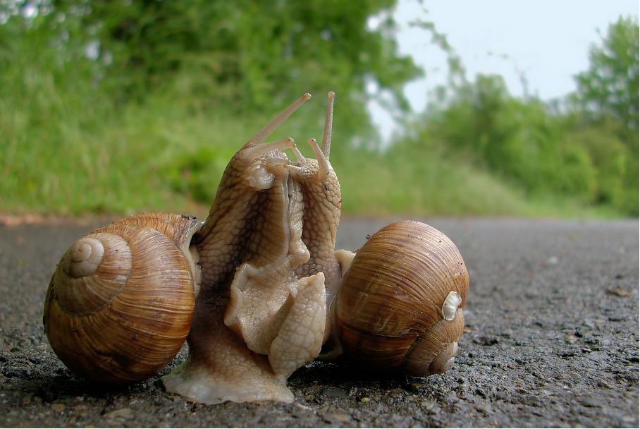 Leibniz_LIB's tweet photo. #LIBresearch You know what can be really fast in snails? It’s the evolution of genes in the animals’ “power stations”, their mitochondria! Check out the new @leibniz_LIB study on this particular aspect of evolution.🌱
©️ BY-SA 3.0 Jangle1969
https://t.co/UJlCsfGdQr https://t.co/AefBrpkh74
