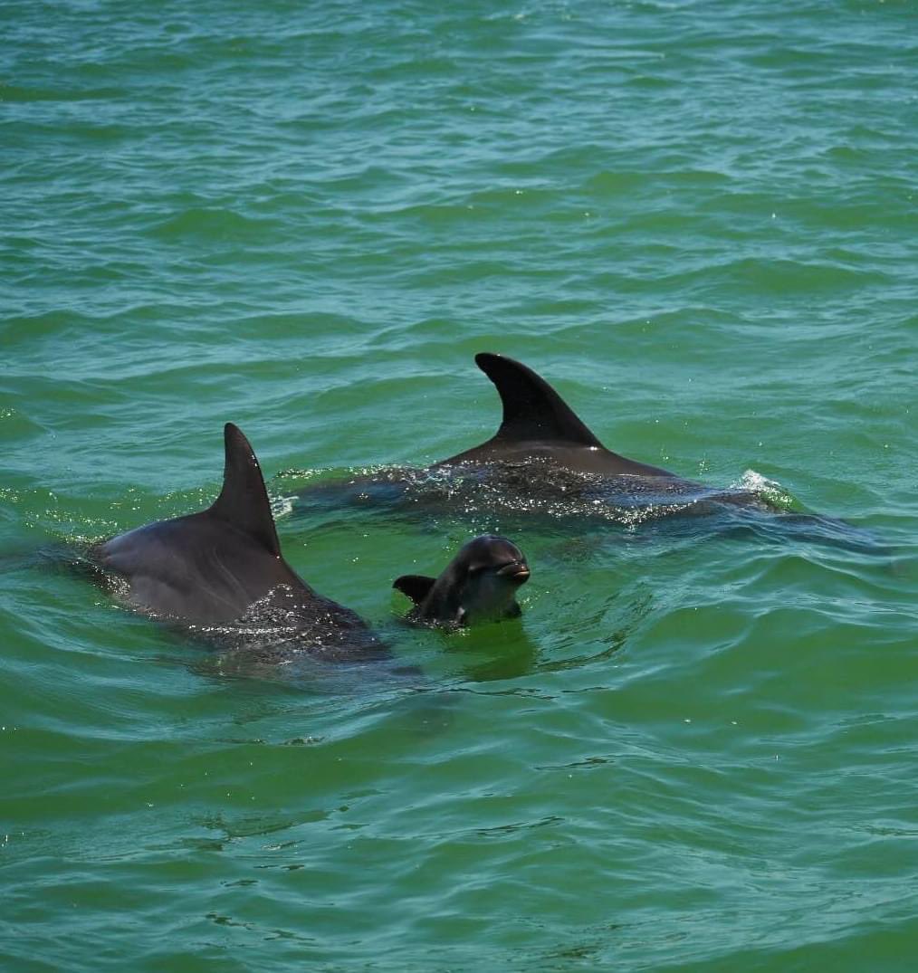 Cuteness overload! Baby dolphin with Mom and Dad spotted recently along the Southwest #Florida coast. 🐬💙 Credit: Sam Wilson, Via: Adventures in Paradise Cruises