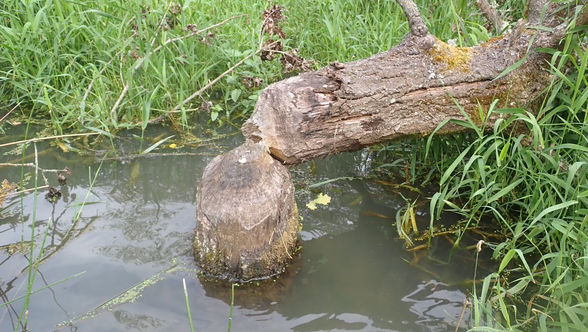 nicola crockford tweet media