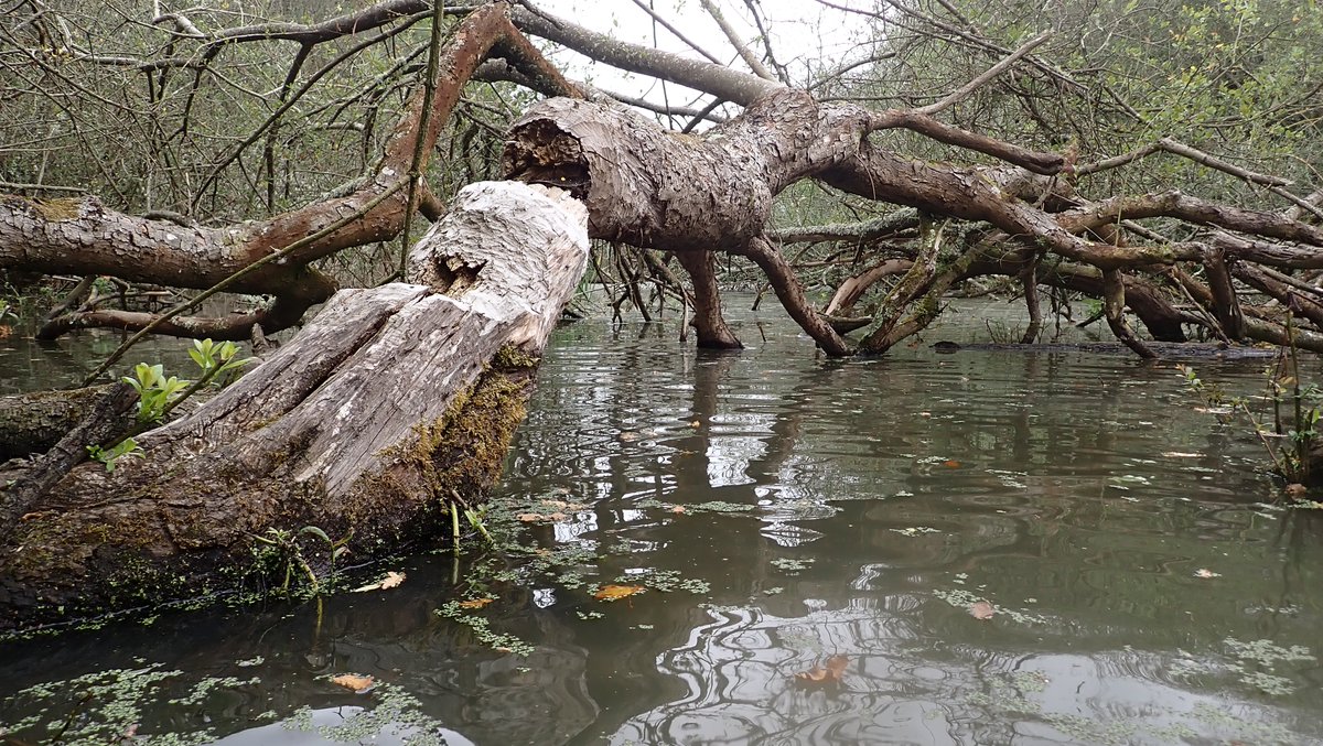 nicola crockford tweet media