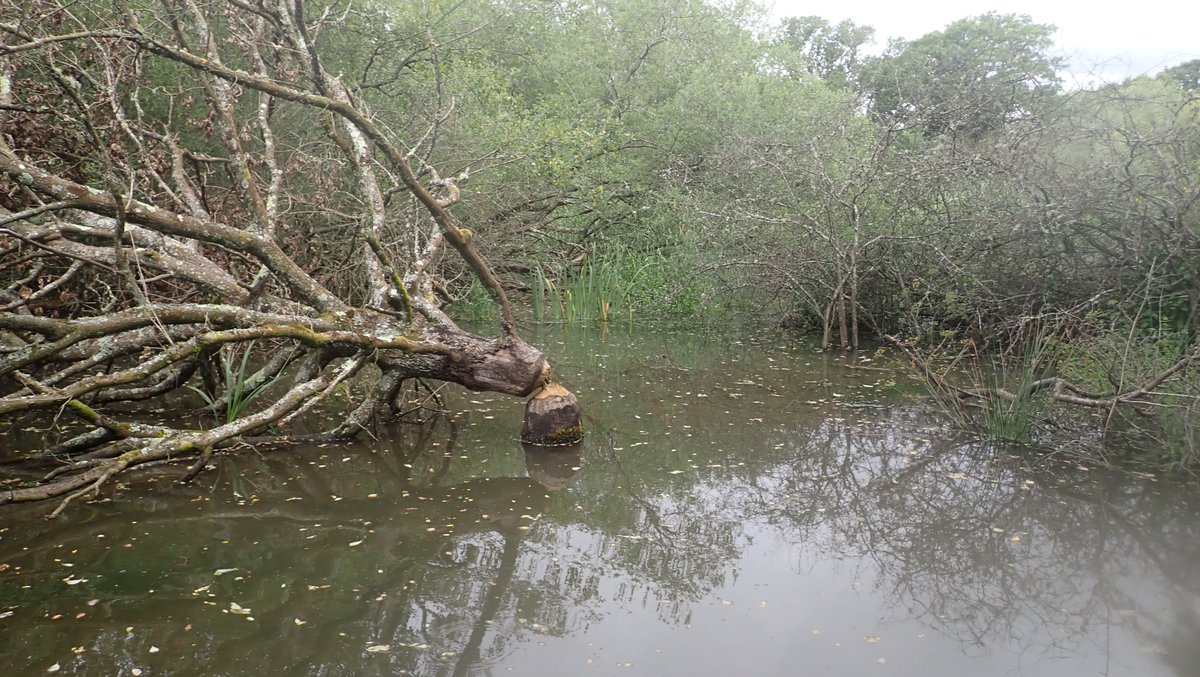 Amazing snorkel up @KneppWilding beaver swamp, navigating obstacle course formed by engineering works of these industrious creatures.🙏<a href="/CharlieBurrell_/">Charlie Burrell</a> for suggesting this; somehow seemed a less industrial landscape than created by the Stour beavers x.com/numenini/statu… 1/14