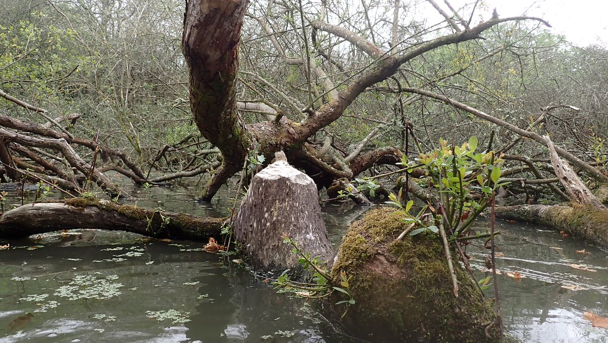 nicola crockford tweet media