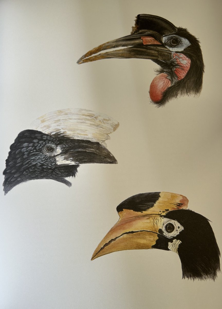 NicoletteJones's tweet image. #NewIllustrationoftheDay. Hornbills by William Spring from Beautiful: A Celebration of Evolution, with information and scrupulously observed nature drawings including of creatures we don't often consider beautiful.  Out on 1 August from @BigPicturePress.