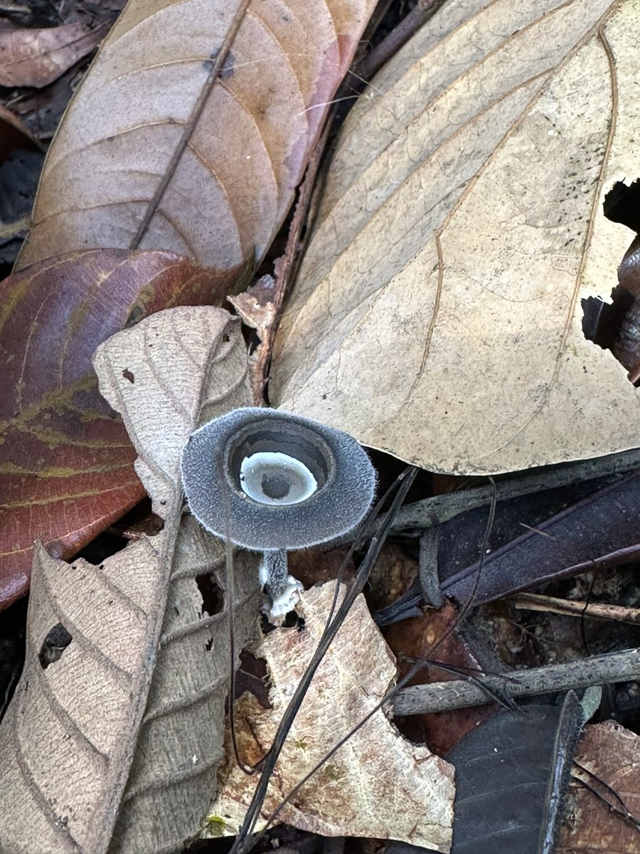 inaturalist's tweet photo. It's #FungusFriday and our Observation of the Day is this Praearthromyces corneri #mushroom! Seen in #Malaysia by gim-siew_tan.

More details at: https://t.co/gjPVBqDUme #nature #mycology #biodiversity https://t.co/Vnt29cPPzs