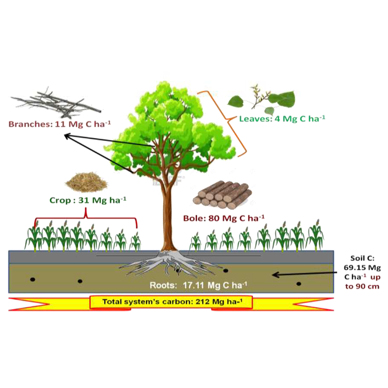 MDPIOpenAccess's tweet photo. Discover a cured collection of notable articles published in @Forests_MDPI.  See below 👇

#pests #drought #land