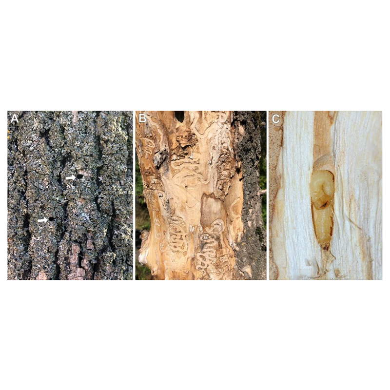 MDPIOpenAccess's tweet photo. Discover a cured collection of notable articles published in @Forests_MDPI.  See below 👇

#pests #drought #land