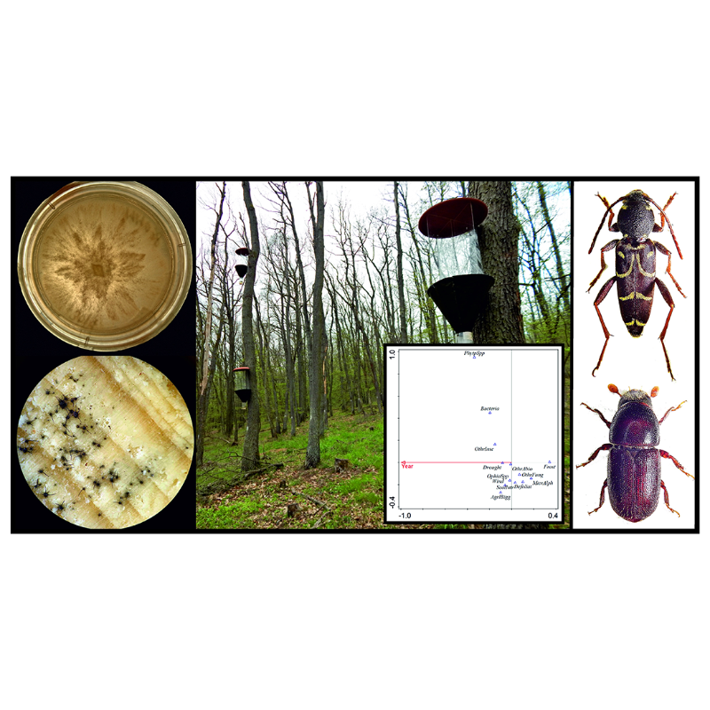 MDPIOpenAccess's tweet photo. Discover a cured collection of notable articles published in @Forests_MDPI.  See below 👇

#pests #drought #land
