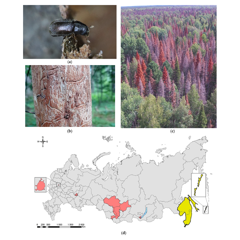 MDPIOpenAccess's tweet photo. Discover a cured collection of notable articles published in @Forests_MDPI.  See below 👇

#pests #drought #land