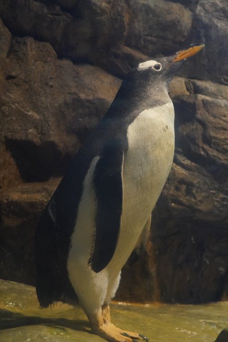 きゅっ

フンボルギーニほどではないですが、ジェンツーペンギンも伸びをします
閉じたフリッパーと伸びた足が可愛い

#ジェンツーペンギン
#海響館 