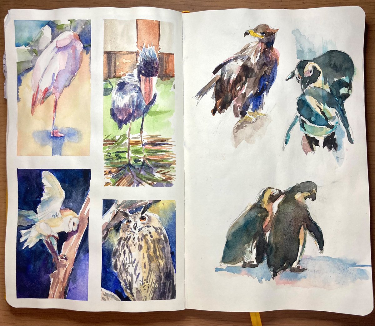 動物スケッチするのはとても楽しいと気づかせてくれた鳥たち
#透明水彩