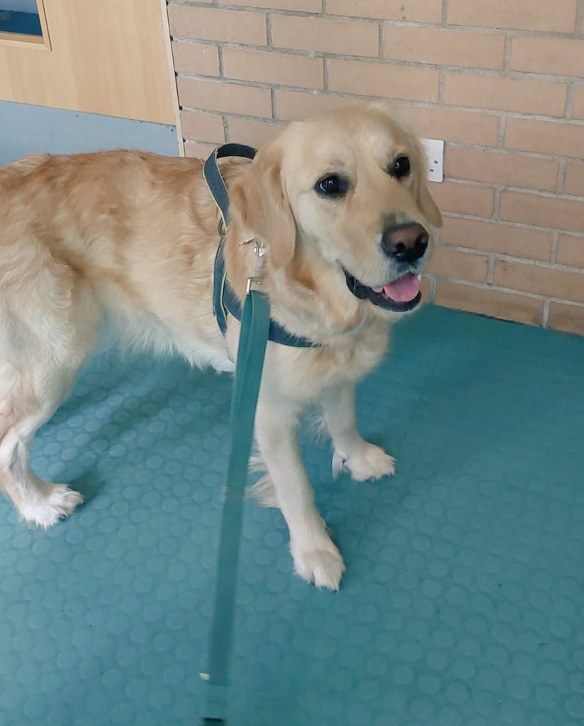 We would like to introduce our newest member of the Head Office Team.. the lovely Luna. 🐕

Luna has been appointed as the Friday Wellbeing Officer. Welcome to the team Luna.
