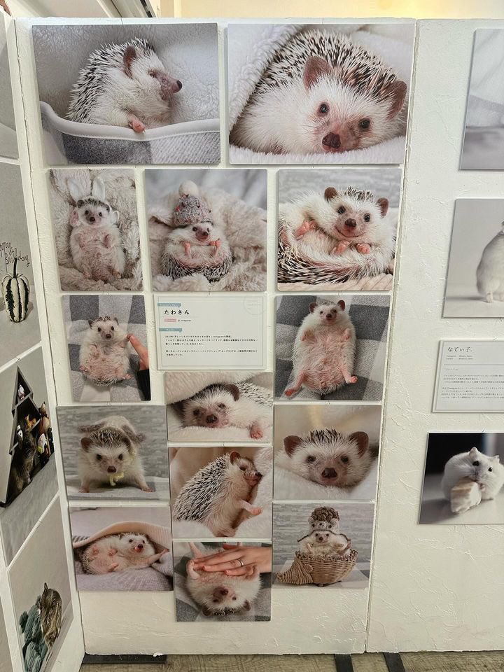 _okogesan's tweet photo. まるっと小動物展、本日から始まりました！
今回もパネル展示と物販に参加しています🦔

ぜひご来場ください〜！🐾 https://t.co/ac7ak1L7E8