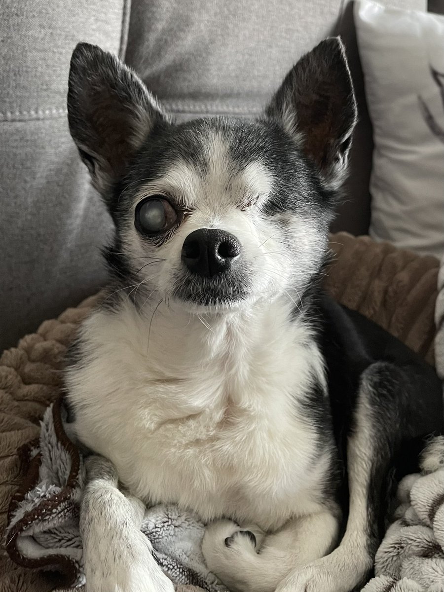 Hi… It’s Me Baxter… Wishing You All The Best Weekend Filled With Love ❤️