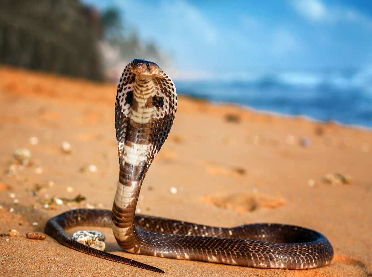 grumpyoldhector's tweet photo. ViKing Cobra
#CreaturesFromHistory https://t.co/iloeXTa6Qg