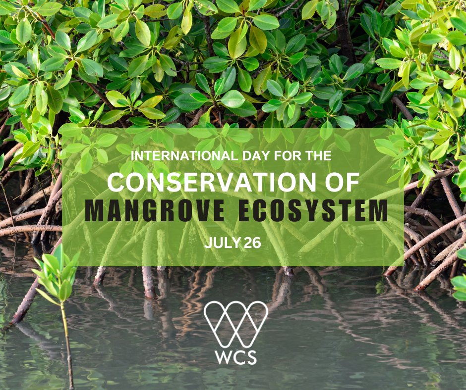 Today, on International Day for the Conservation of Mangrove Ecosystem #MangroveDay WCS urges you to recognize this unique and valuable ecosystem found along shorelines of tropical and sub-tropical regions.

#marinereserve #climatechange #resilience #ecosystem