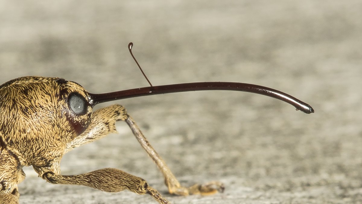 flamencobug's tweet photo. Weevilution #CreaturesFromHistory https://t.co/NuNyGwv1bD