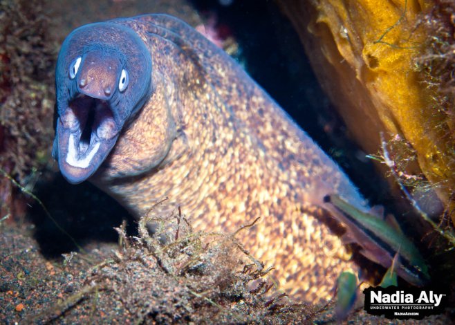 flamencobug's tweet photo. The Storming of the Bats Eel #CreaturesFromHistory https://t.co/qJ5RctJHqm