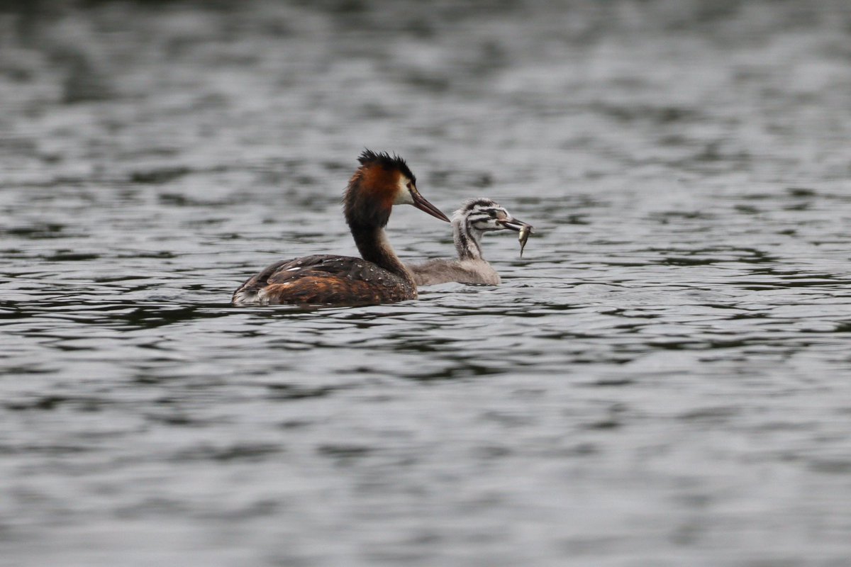 🎣

Great crested grebe fishing at Moore nature reserve 

#greatcrestedgrebe #moorenaturereserve #Canon90D #Sigma150600