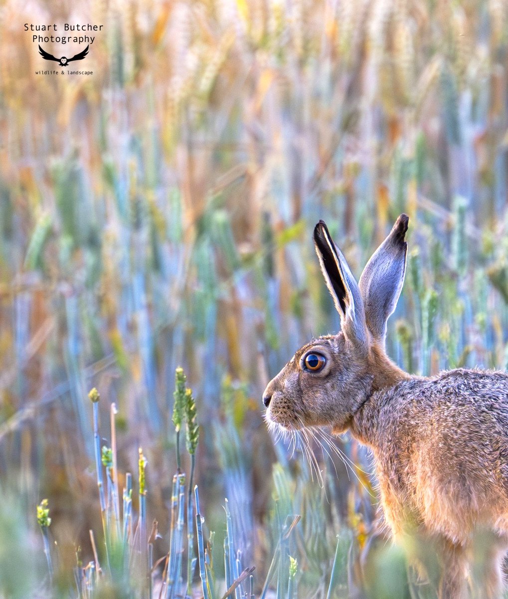 Stuphotoman's tweet photo. Beautiful evening with the Hares this week!👌🐰🌾📸
@HPT_Official @BBCSpringwatch @WildlifeMag @NorfolkMagazine #wildlife #photography #brown #hare #norfolk #nature https://t.co/JjXefOBglM