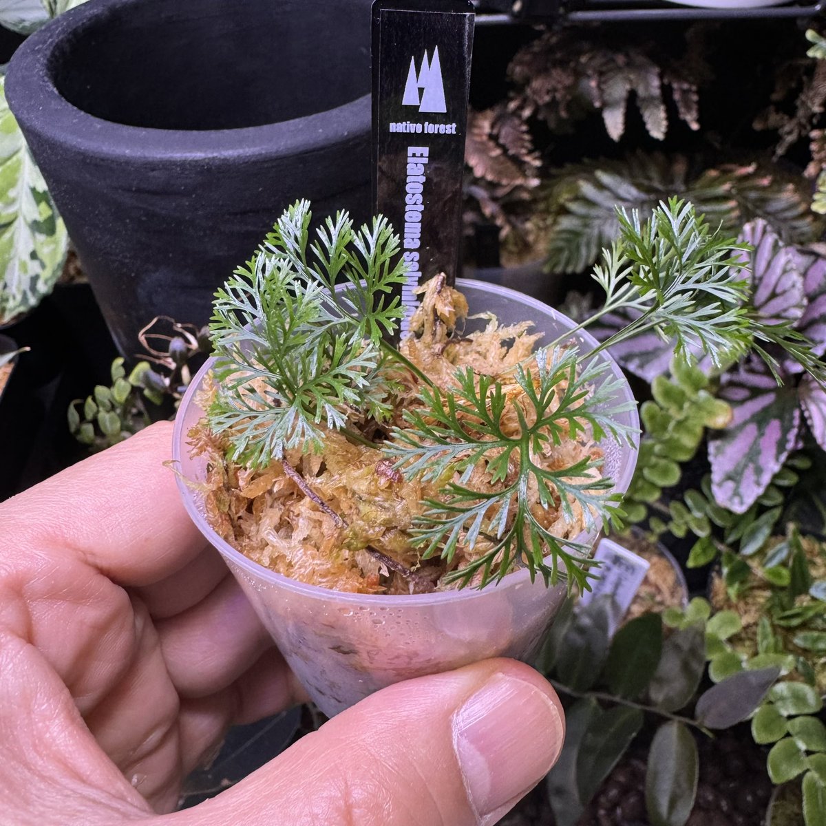 levis416's tweet image. やばいシダばかりで大人買いしちゃいました。珍しいのありがと〜ございます!!    #シダ　#熱帯植物　#nativeforest