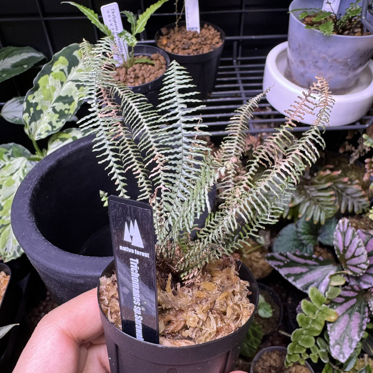 levis416's tweet image. やばいシダばかりで大人買いしちゃいました。珍しいのありがと〜ございます!!    #シダ　#熱帯植物　#nativeforest