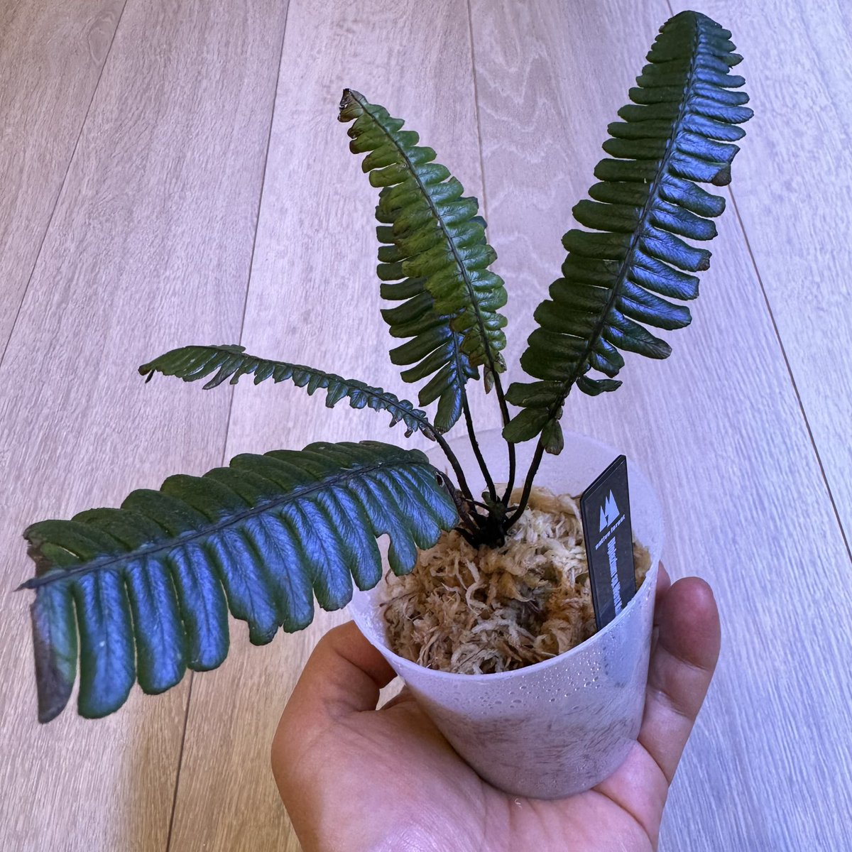 levis416's tweet image. やばいシダばかりで大人買いしちゃいました。珍しいのありがと〜ございます!!    #シダ　#熱帯植物　#nativeforest