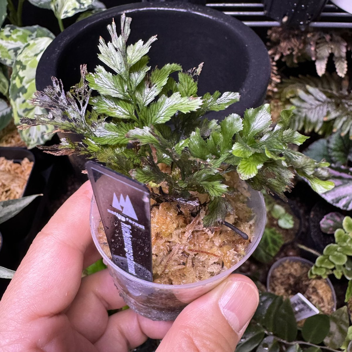 levis416's tweet image. やばいシダばかりで大人買いしちゃいました。珍しいのありがと〜ございます!!    #シダ　#熱帯植物　#nativeforest