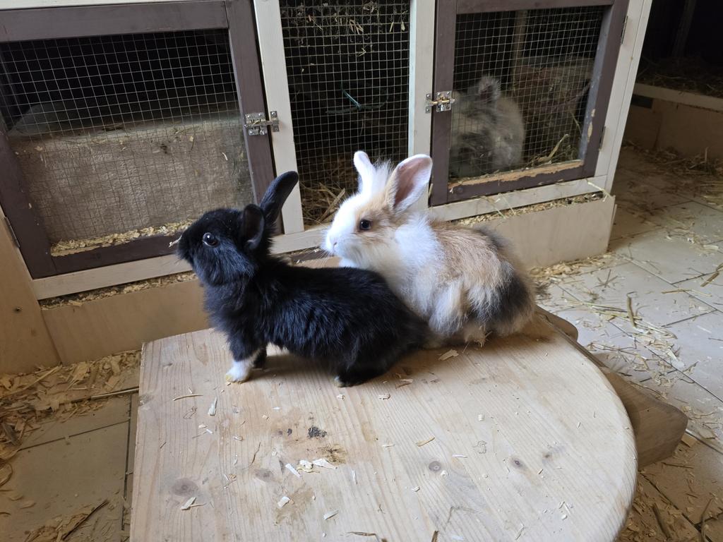 Die beiden Mini Geschwister