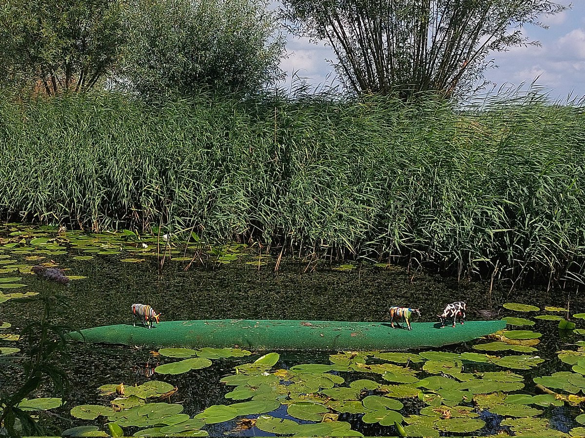 Maarten Molenaar tweet media