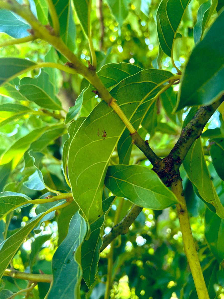 Tropical Plant Clinic & Research Lab tweet media