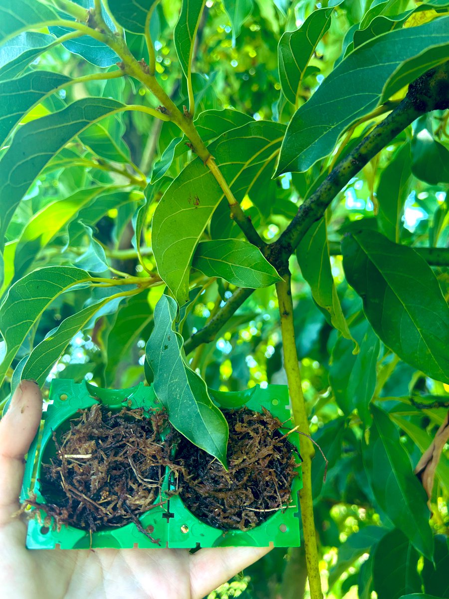 Tropical Plant Clinic & Research Lab tweet media